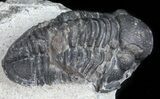 Bargain, Gerastos Trilobite Fossil - Morocco #57617-1